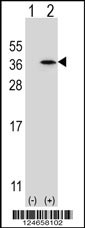 SPDYA Antibody