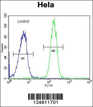 GALNT5 Antibody