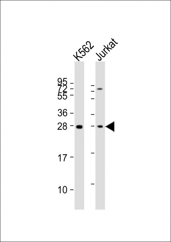 BASP1 Antibody