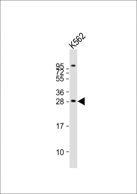 BASP1 Antibody