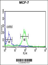 FAM44B Antibody
