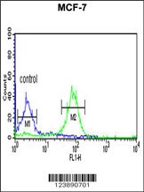 BOD1 Antibody