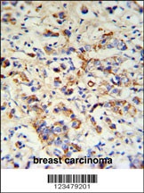 DCT Antibody