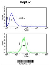 RERE Antibody