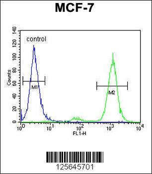 CNPY2 Antibody