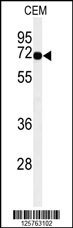 MFSD6 Antibody