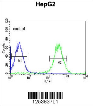 ARSI Antibody