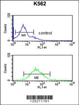 DENND1A Antibody