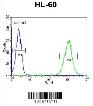 ICB1 Antibody