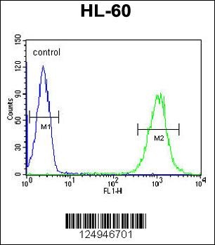 THEMIS2 Antibody