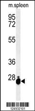 THOC7 Antibody