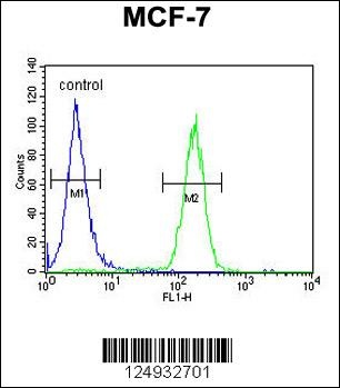 THOC7 Antibody