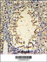 IMP3 Antibody