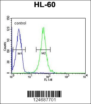 RGR Antibody