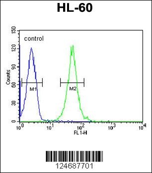 RGR Antibody