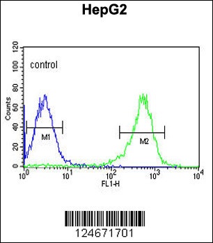 PYCR1 Antibody