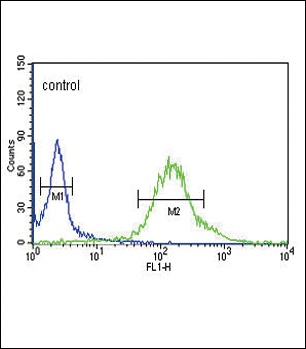 GTSE1 Antibody