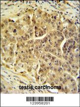 CDC45 Antibody