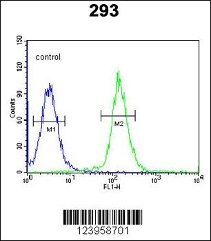 CDC45L Antibody