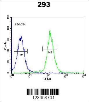 CDC45 Antibody