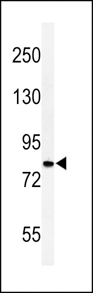 CDH20 Antibody