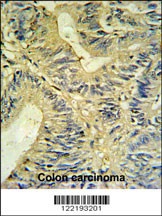 LXN Antibody