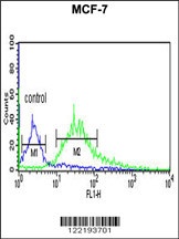 LXN Antibody