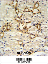 BSND Antibody