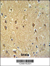 GPR17 Antibody