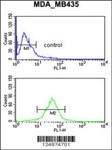 GPR17 Antibody