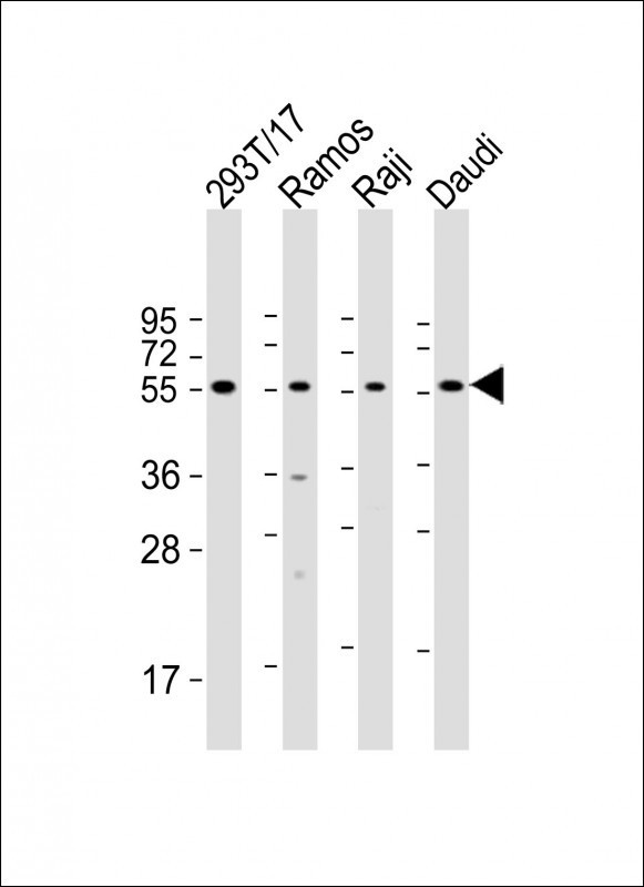 FCRL4 Antibody