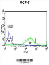 ETS2 Antibody