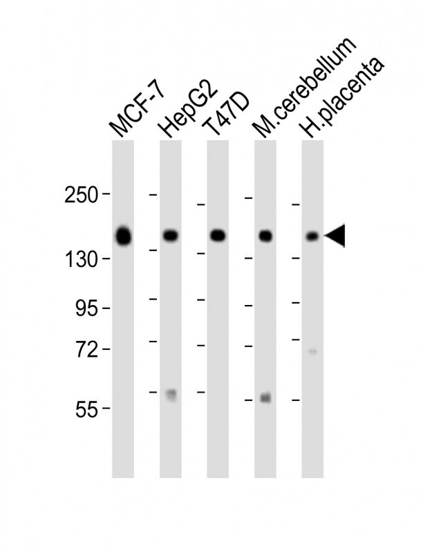 GLG1 Antibody