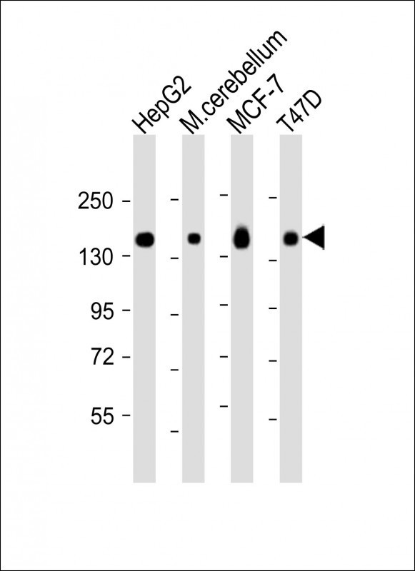 GLG1 Antibody