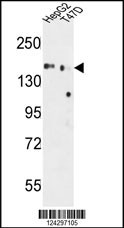 GLG1 Antibody