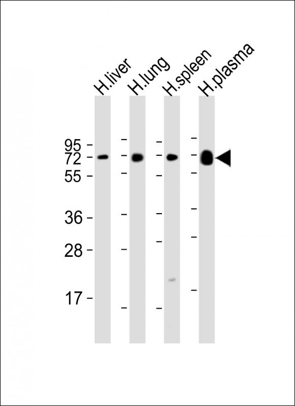 PLA2G7 Antibody