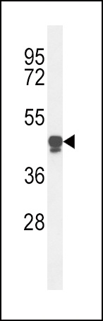 PLA2G7 Antibody