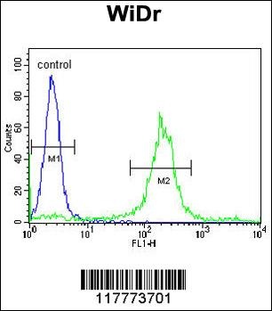 ADAM19 Antibody