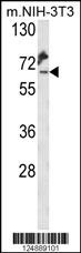 KLC2 Antibody