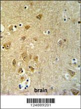 KLC2 Antibody
