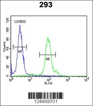 KLC2 Antibody