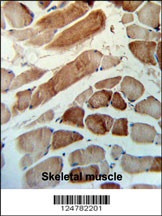 MMAA Antibody