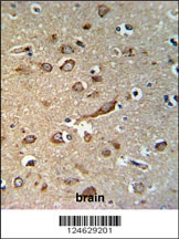 GPR180 Antibody