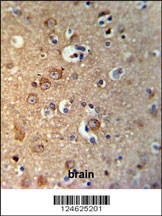 GPHN Antibody