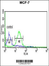 GPHN Antibody