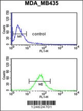 GNRH2 Antibody