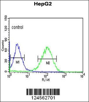 ZNF202 Antibody