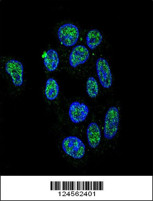 ZNF202 Antibody