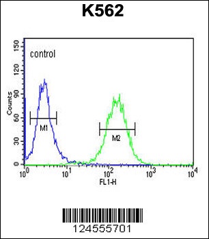 SUPV3L1 Antibody