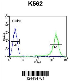 GAGE7 Antibody